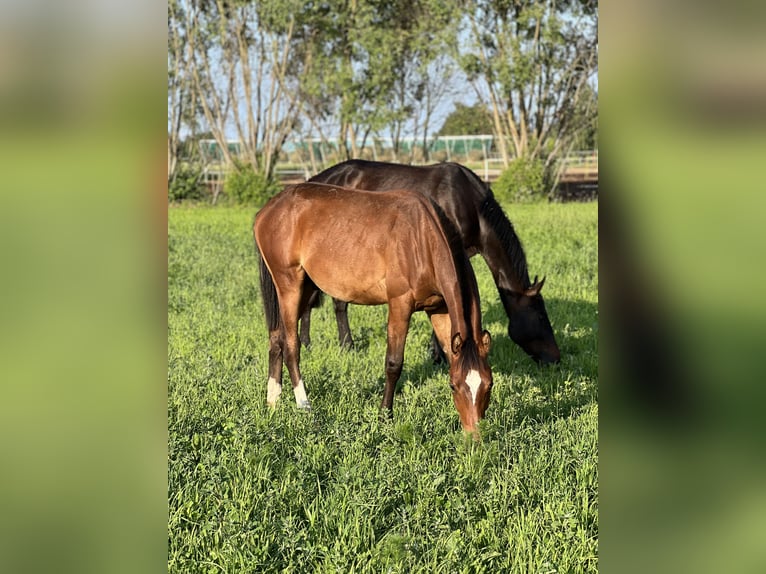 Anglo European Studbook Stallion 1 year Bay in Winnica