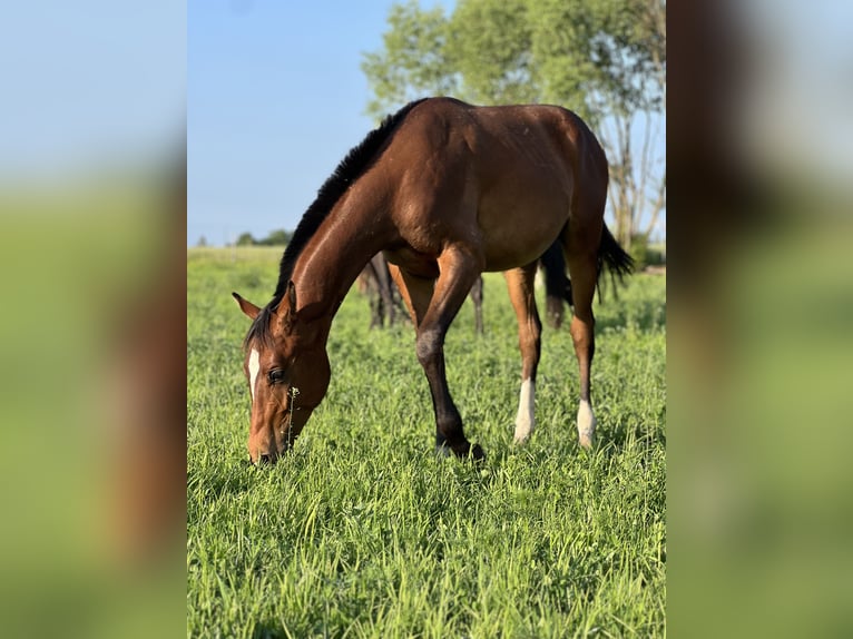 Anglo European Studbook Stallion 1 year Bay in Winnica