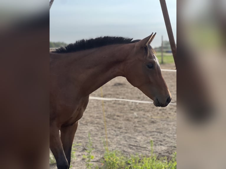 Anglo European Studbook Stallion 1 year Bay in Winnica