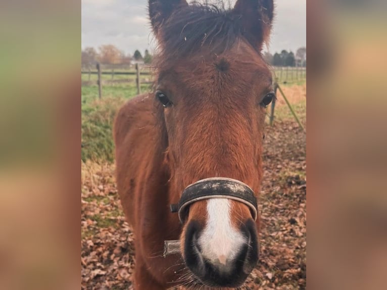Anglo European Studbook Stallion 1 year Brown in Den Dungen