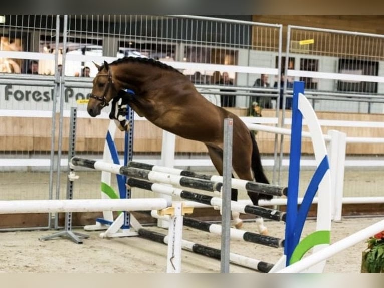 Anglo European Studbook Stallion 1 year Brown in Den Dungen