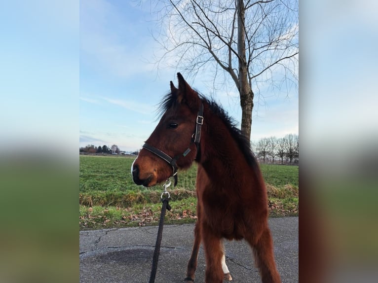 Anglo European Studbook Stallion 1 year Brown in Den Dungen