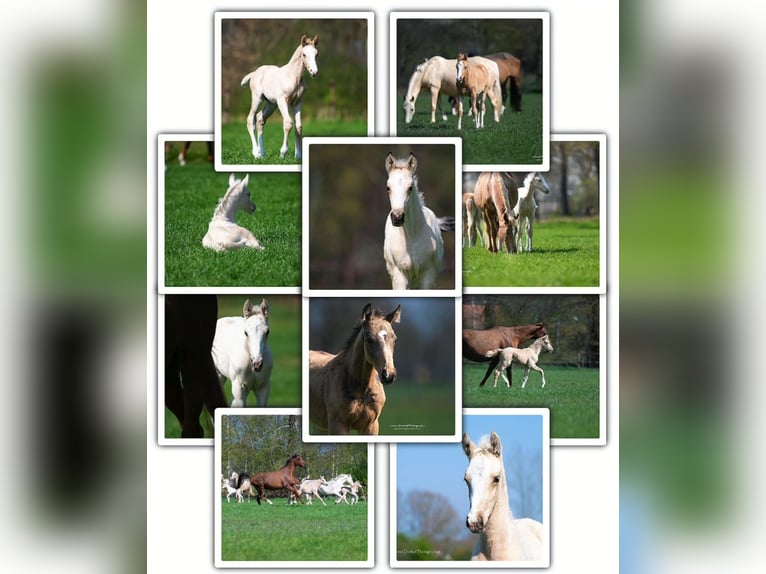 Anglo European Studbook Stallion 1 year in Den Ham