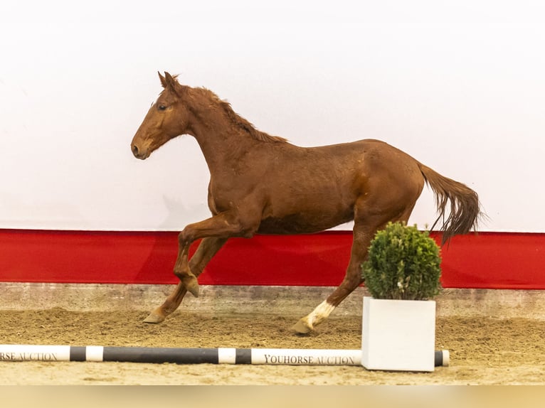 Anglo European Studbook Stallion 2 years 14,3 hh Chestnut-Red in Waddinxveen