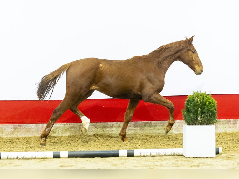 Anglo European Studbook Stallion 2 years 14,3 hh Chestnut-Red in Waddinxveen