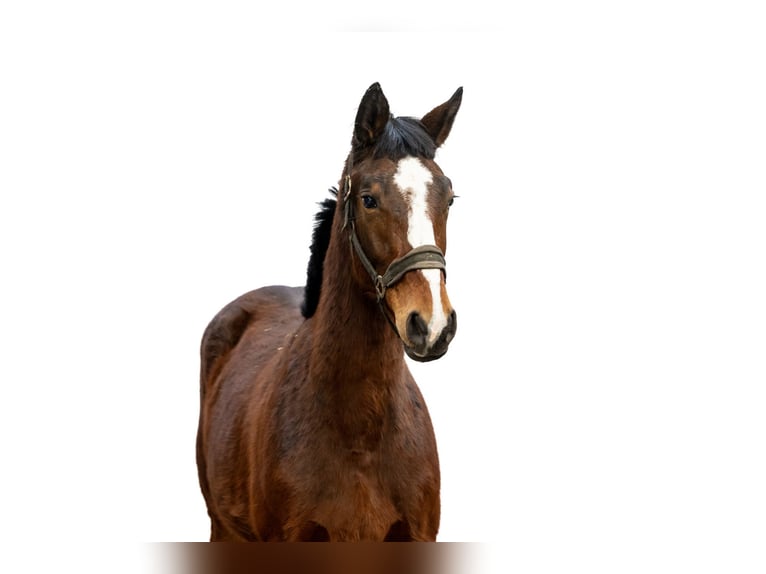 Anglo European Studbook Stallion 2 years 15,2 hh Brown in Waddinxveen