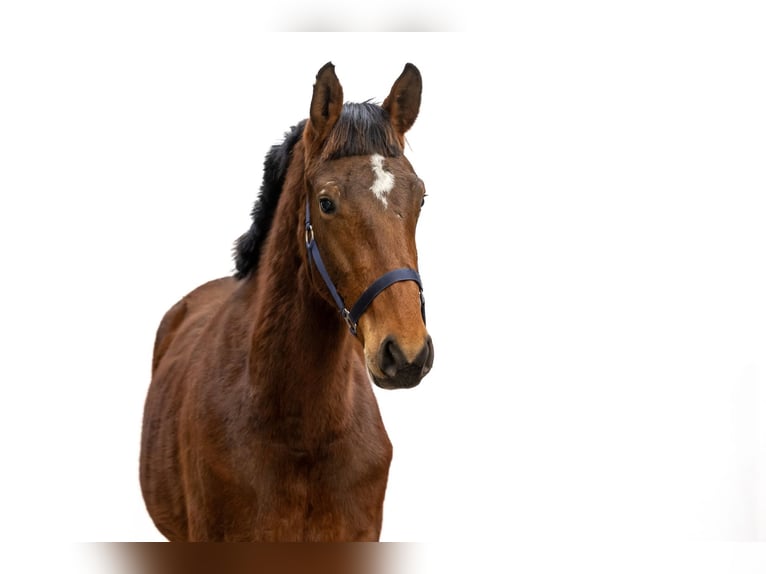 Anglo European Studbook Stallion 2 years 15,2 hh Brown in Waddinxveen