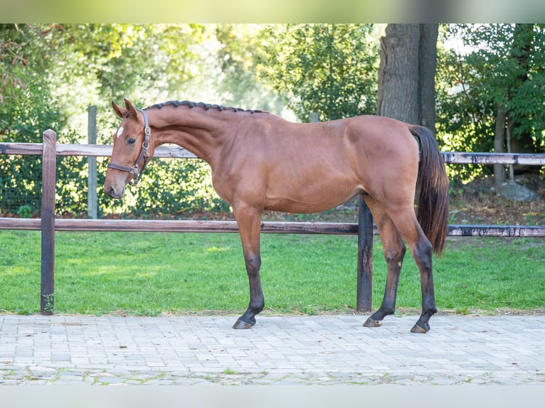 Anglo European Studbook Stallion 2 years 15,1 hh Brown in GROTE-BROGEL