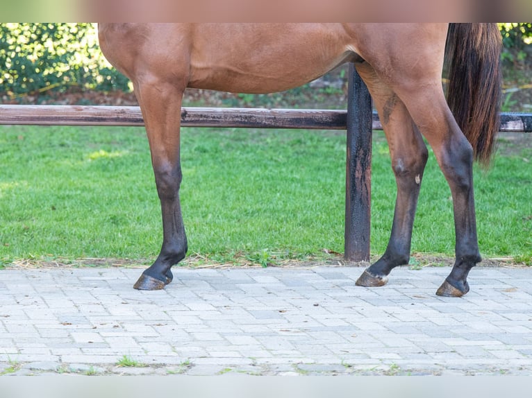 Anglo European Studbook Stallion 2 years 15,1 hh Brown in GROTE-BROGEL