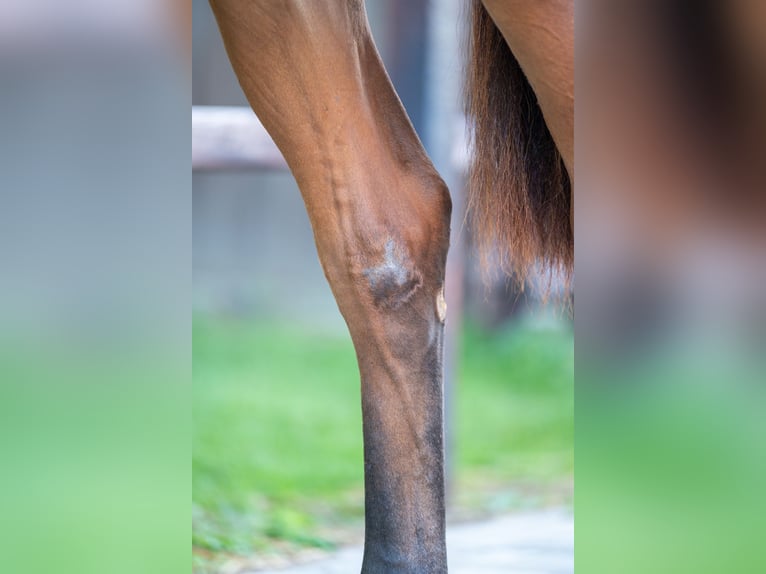 Anglo European Studbook Stallion 2 years 15,1 hh Brown in GROTE-BROGEL