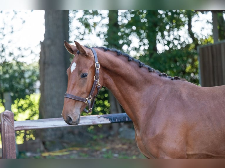Anglo European Studbook Stallion 2 years 15,1 hh Brown in GROTE-BROGEL