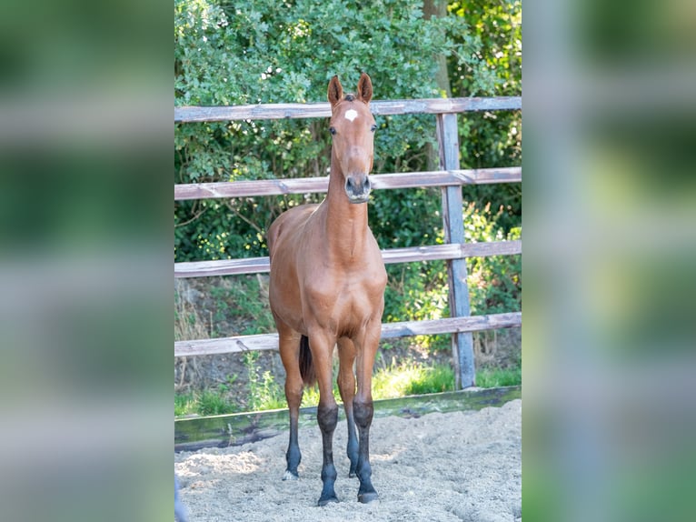 Anglo European Studbook Stallion 2 years 15,1 hh Brown in GROTE-BROGEL