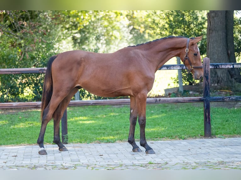 Anglo European Studbook Stallion 2 years 15,1 hh Brown in GROTE-BROGEL