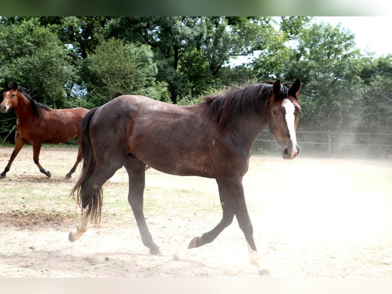 Anglo European Studbook Stallion 2 years 15,1 hh Gray in Bou&#xE9;e
