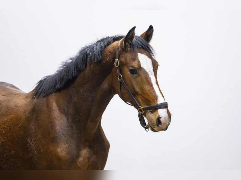 Anglo European Studbook Stallion 2 years 15,1 hh  in Waddinxveen