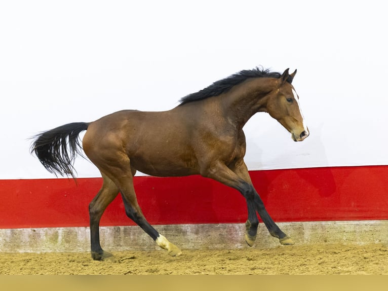 Anglo European Studbook Stallion 2 years 15,1 hh  in Waddinxveen