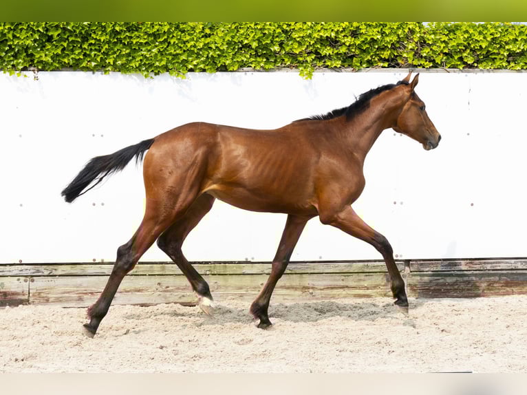 Anglo European Studbook Stallion 2 years 15,2 hh Brown in Waddinxveen