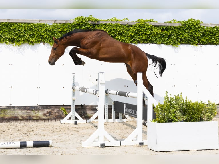 Anglo European Studbook Stallion 2 years 15,2 hh Brown in Waddinxveen