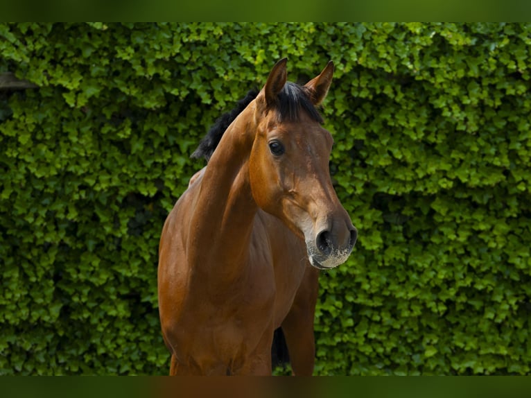 Anglo European Studbook Stallion 2 years 15,2 hh Brown in Waddinxveen