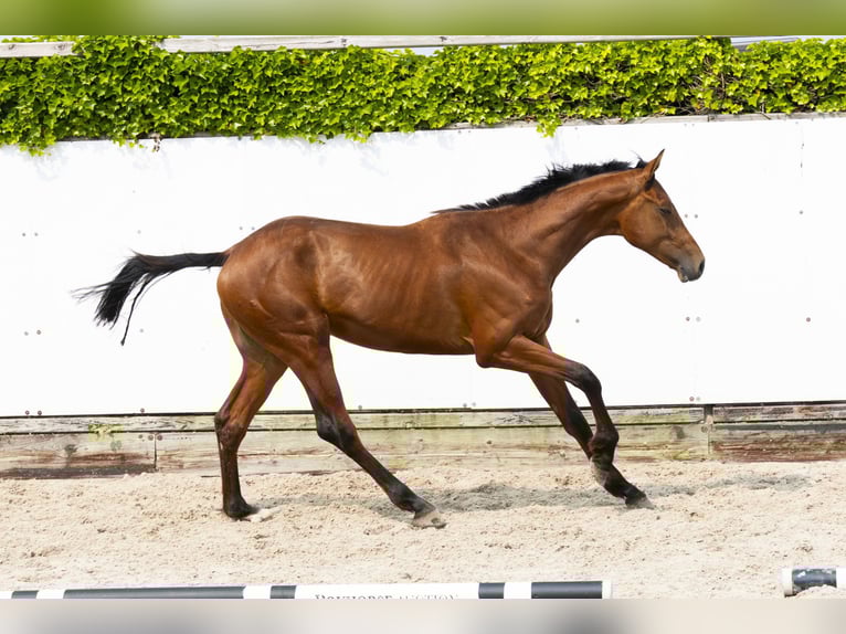 Anglo European Studbook Stallion 2 years 15,2 hh Brown in Waddinxveen