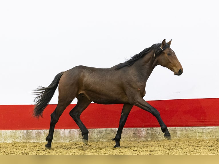 Anglo European Studbook Stallion 2 years 15,2 hh  in Waddinxveen