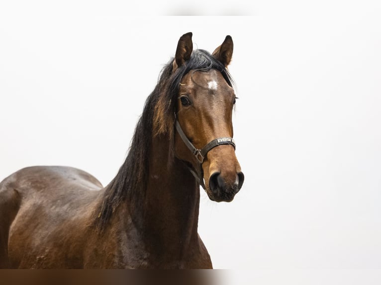 Anglo European Studbook Stallion 2 years 15,2 hh  in Waddinxveen