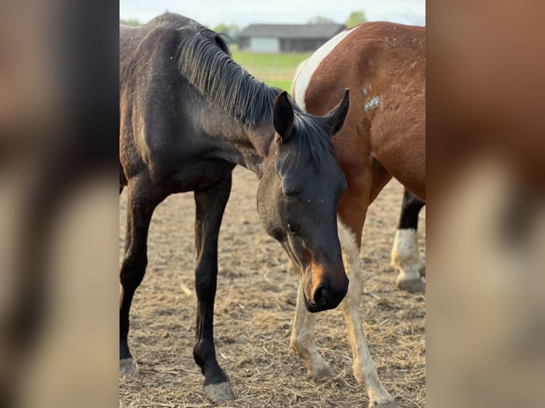 Anglo European Studbook Stallion 2 years 15,2 hh Smoky-Black in Nowe MiastoWinnica