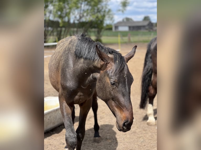 Anglo European Studbook Stallion 2 years 15,2 hh Smoky-Black in Nowe MiastoWinnica