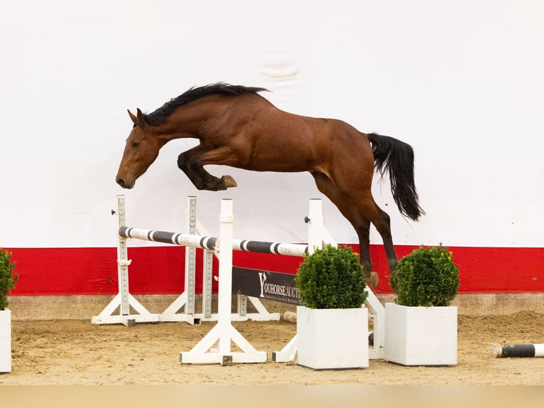 Anglo European Studbook Stallion 2 years 15,3 hh Brown in Waddinxveen