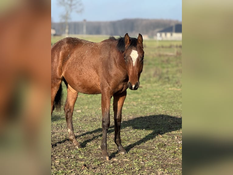 Anglo European Studbook Stallion 2 years 16.2 hh Bay in Nowe Miasto