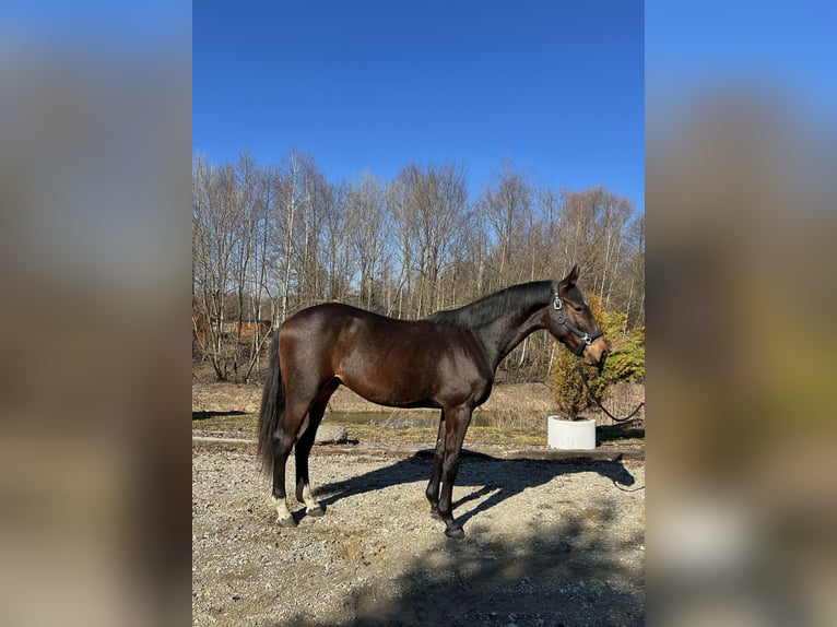 Anglo European Studbook Stallion 2 years 16 hh Bay-Dark in RADAWA