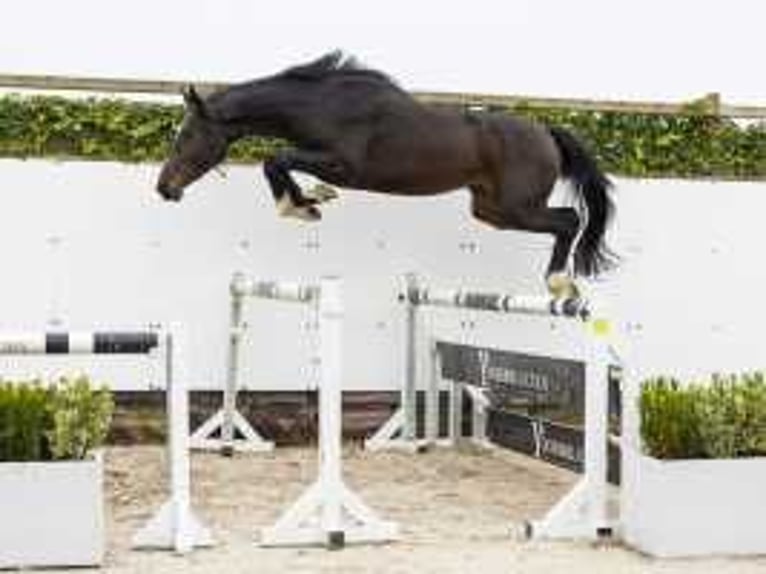 Anglo European Studbook Stallion 2 years 16 hh Bay-Dark in Waddinxveen