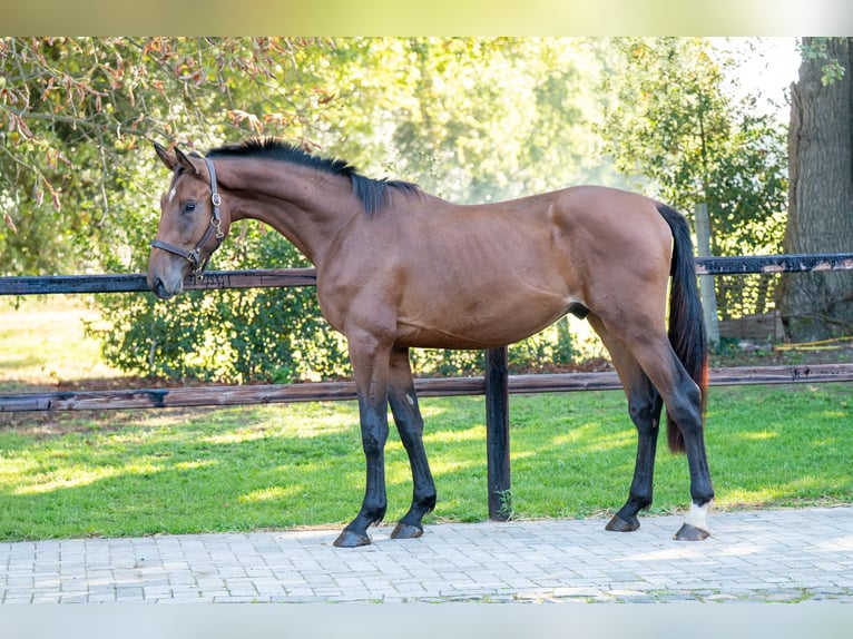 Anglo European Studbook Stallion 2 years 16 hh Brown in GROTE-BROGEL