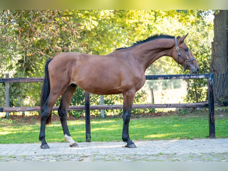 Anglo European Studbook Stallion 2 years 16 hh Brown in GROTE-BROGEL