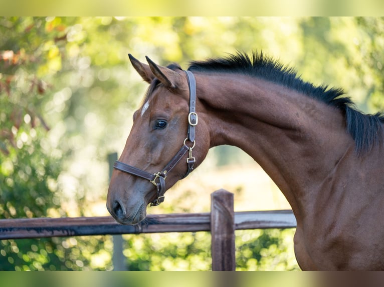 Anglo European Studbook Stallion 2 years 16 hh Brown in GROTE-BROGEL
