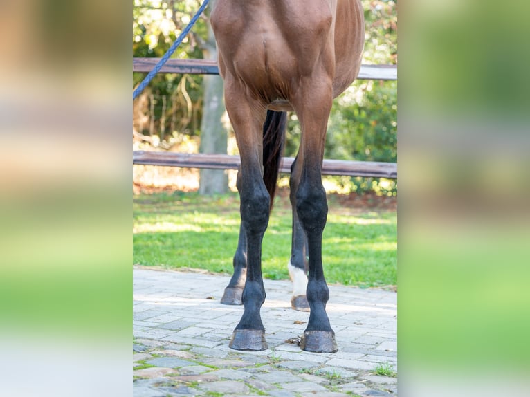 Anglo European Studbook Stallion 2 years 16 hh Brown in GROTE-BROGEL