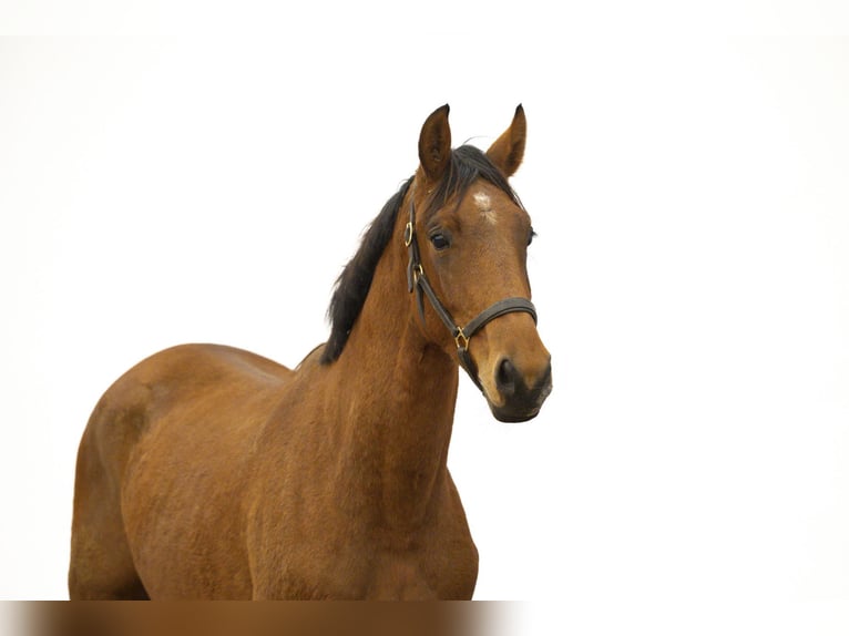 Anglo European Studbook Stallion 2 years 16 hh Brown in Waddinxveen