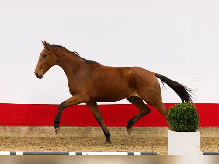 Anglo European Studbook Stallion 2 years 16 hh Brown in Waddinxveen