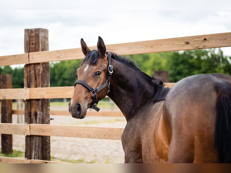 Anglo European Studbook Stallion 2 years 16,1 hh Bay in Świetakowo