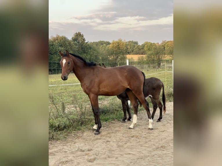 Anglo European Studbook Stallion 2 years 16,2 hh Bay in Nowe Miasto
