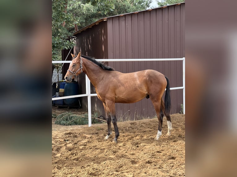 Anglo European Studbook Stallion 2 years 16,2 hh Bay in Nowe Miasto