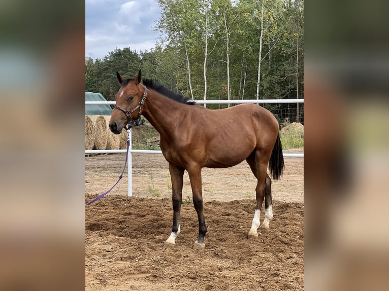 Anglo European Studbook Stallion 2 years 16,2 hh Brown in Nowe Miasto