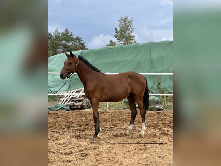 Anglo European Studbook Stallion 2 years 16,2 hh Brown in Nowe Miasto
