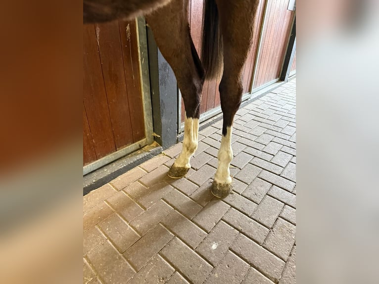 Anglo European Studbook Stallion 2 years Chestnut-Red in Grote-Brogel
