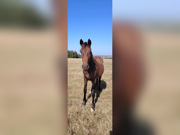 Anglo European Studbook Stallion 3 years 14,1 hh Brown in Zelislawice