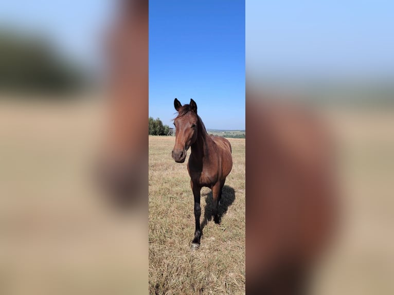 Anglo European Studbook Stallion 3 years 14,1 hh Brown in Zelislawice