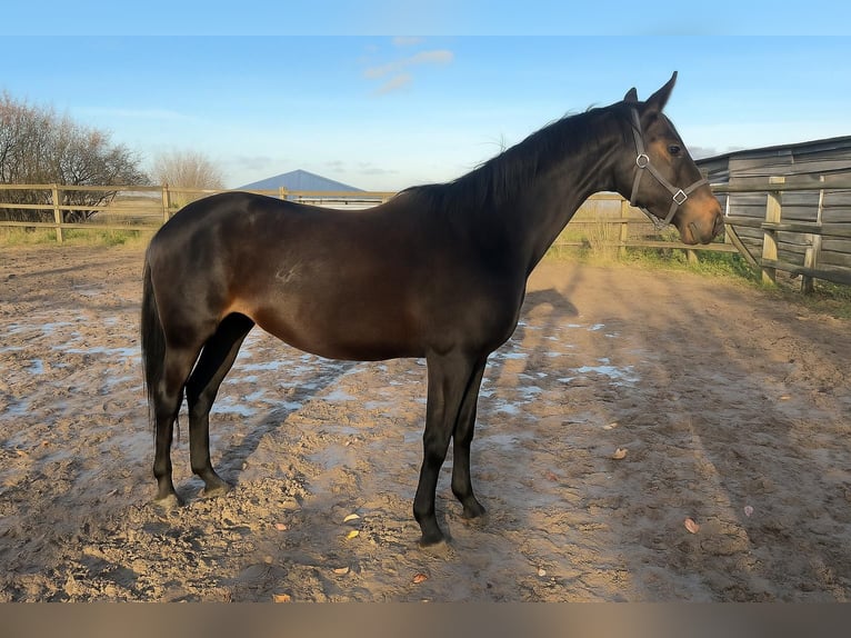 Anglo European Studbook Stallion 3 years 15.2 hh Bay-Dark in Soumagne