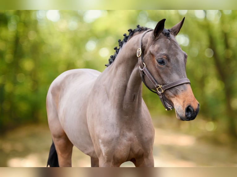 Anglo European Studbook Stallion 3 years 15,2 hh in GROTE-BROGEL