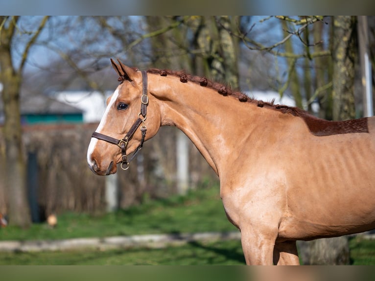 Anglo European Studbook Stallion 3 years 15,3 hh Chestnut-Red in GROTE-BROGEL