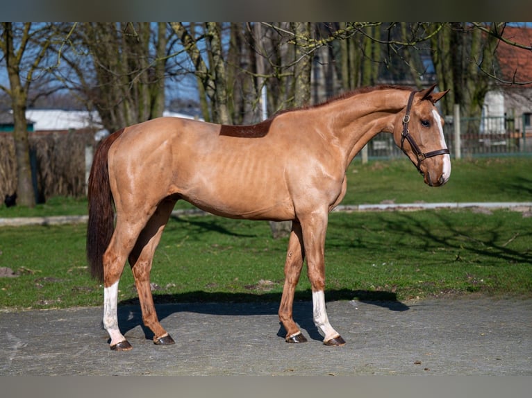 Anglo European Studbook Stallion 3 years 15,3 hh Chestnut-Red in GROTE-BROGEL